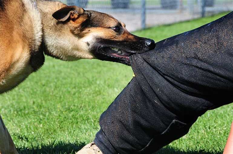 Средства защиты от агрессивных собак