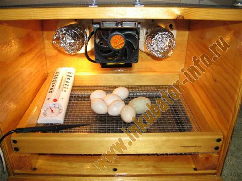 Как сделать инкубатор для яиц своими руками: подробная инструкция