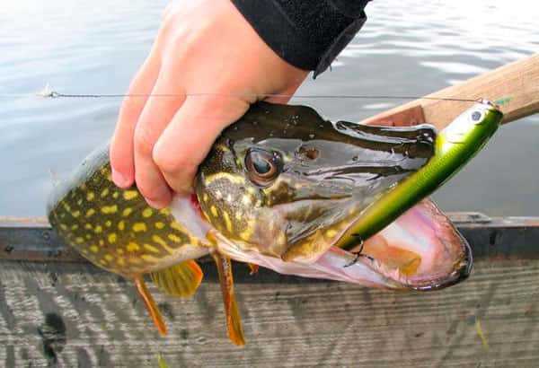 Зимняя рыбалка на щуку: секреты успешного ловли в холодное время года