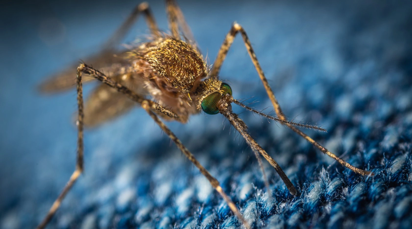 Натуральные средства против комаров и мошек