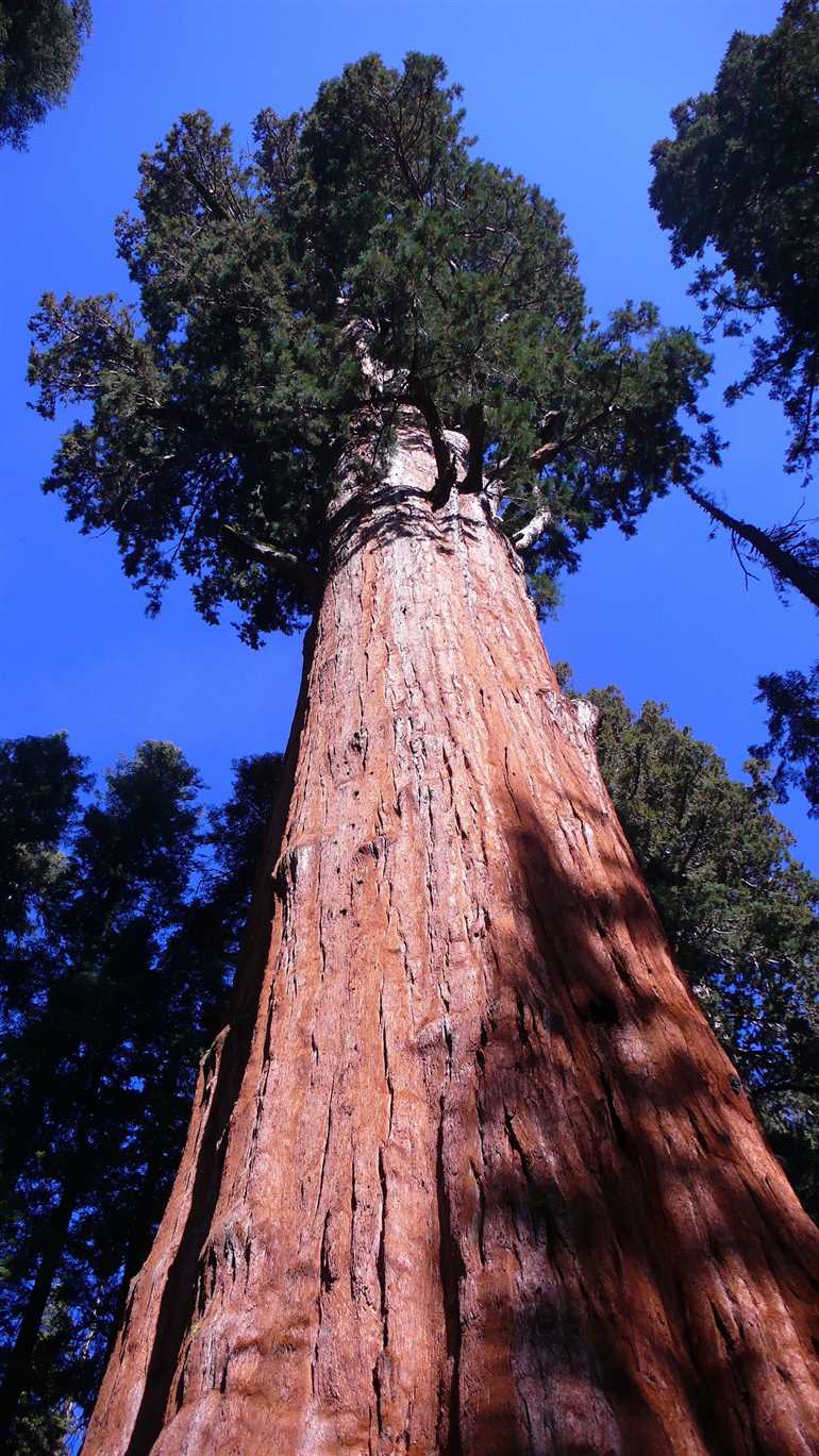 Самое огромное дерево в мире под угрозой: важные новости и последствия